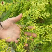 Artemisia annua - Kokopelli