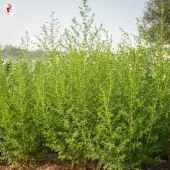 Artemisia annua - Kokopelli