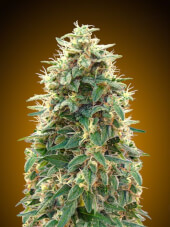 Auto 00 Cheese 5 semillas