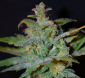 Auto AK - Female Seeds