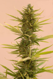 Auto Black Banana 25 semillas