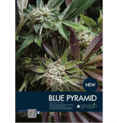 Auto Blue Pyramid 5 semillas