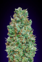 Auto Blueberry 5 Semillas