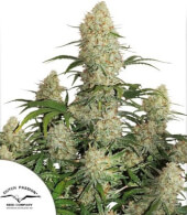 Auto Critical Orange Punch 3 semillas