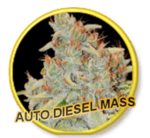 Auto Diesel Mass - Mr Hide Seeds
