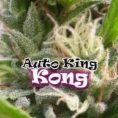 Auto King Kong 4 semillas