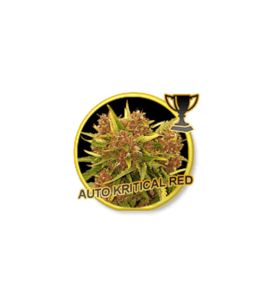 Auto Kritical Red by Mr Hide Seeds