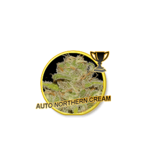 Auto Northern Cream by Mr. Hide Seeds