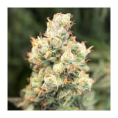 Auto Orange Bud 7 semillas