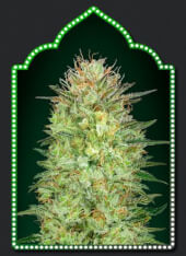 Auto Sweet Critical 5 semillas