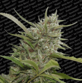 Auto Whiteberry 3 seeds