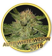 Auto White Widow - Mr Hide Seeds