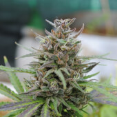 Baby Boom Auto 1 semilla