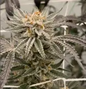 Banana Melonade