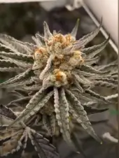 Banana Melonade