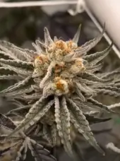 Banana Melonade