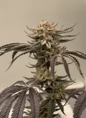 Banana Melonade