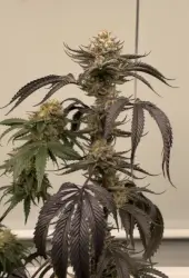 Banana Melonade