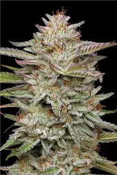Banana OG