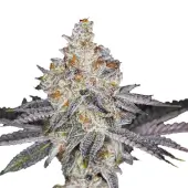 Banana Sherbert Double XL Auto