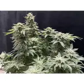 Banana Sherbert Double XL Auto