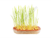 Batlle Sprouting Tray 