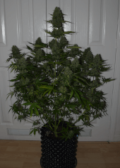 BCN Critical XXL Autoflower