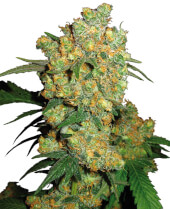 Big Bud - regular seeds