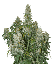 Big Bud Auto 5 semillas