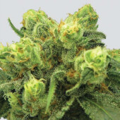 Big Bud Seeds