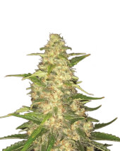 Big Bud de Nirvana Seeds