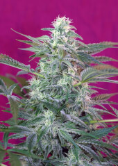 Big Foot by Sweet Seeds