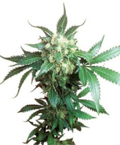 Black Domina 10 semillas