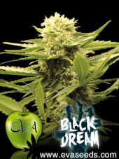 Black Dream 3+1 semillas