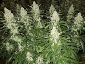 Blackberry Gum Auto