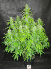 Blackberry Gum Auto
