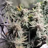 Blackberry Moonstones von Blimburn Seeds