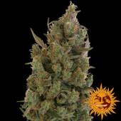 Blueberry Cheese 5 seeds