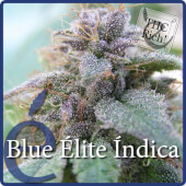 Blue Elite Indica - Elite Seeds