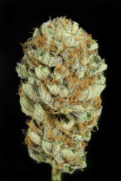 Blue Kush 3 semillas