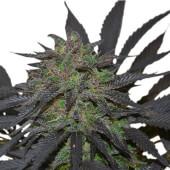 Blue Mystic 10 semillas