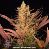 Blue Sunset Sherbert