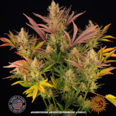Blue Sunset Sherbert