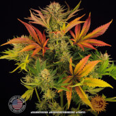 Blue Sunset Sherbert