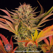 Blue Sunset Sherbert