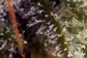 Blueberry