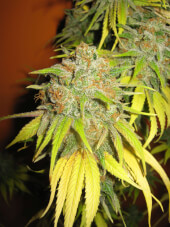 Blueberry Seedsman