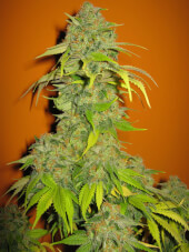 Blueberry