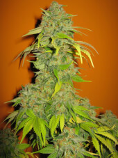 Blueberry Seedsman