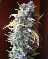 Blueberry Seedsman